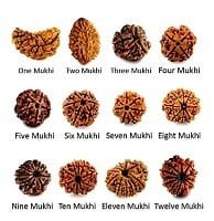 1-14 Mukhi Rudraksha